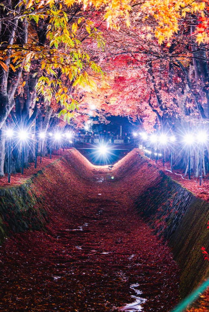 紅の光路 − Silent Autumn Lights −