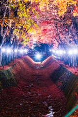 紅の光路 − Silent Autumn Lights −