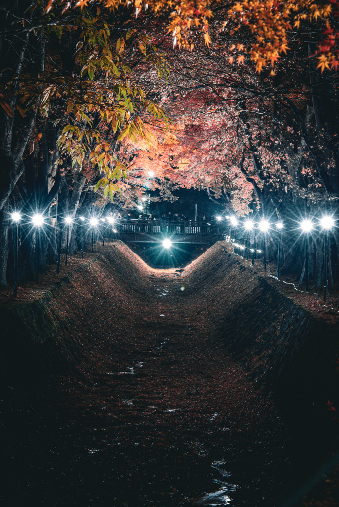 河口湖_もみじ回廊②