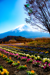 彩りの道の先に