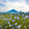 揺らめく青の向こうに - Kawaguchiko