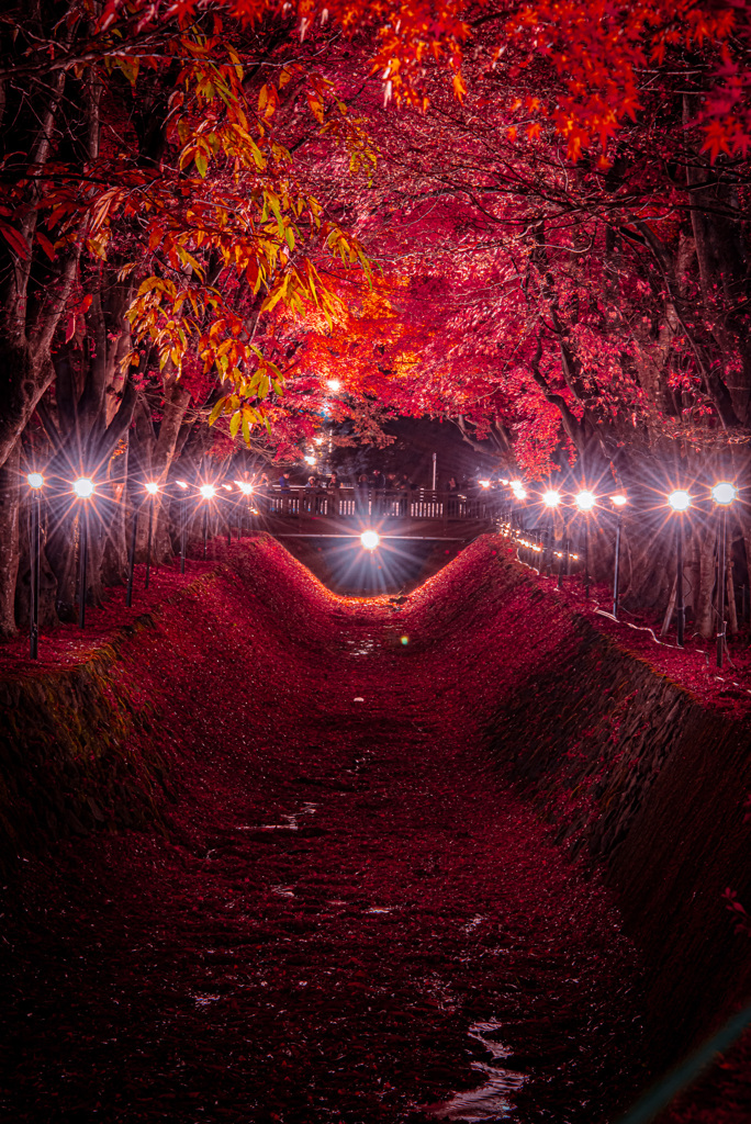 河口湖_もみじ回廊①