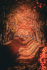 色づく道の先に