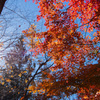 秋空を彩る