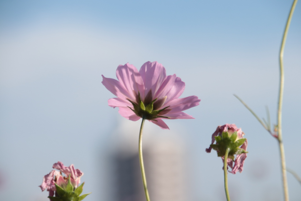 城山公園コスモス