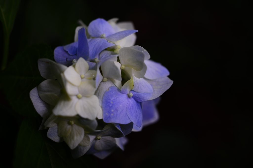 木陰の華