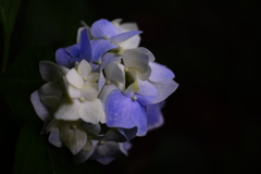 木陰の華