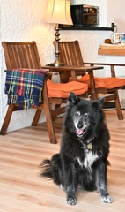 宿泊先のペンションにて　愛犬Roren
