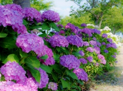 川沿いの紫陽花