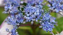 古き良き万博公園(試写)