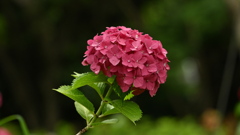 古き良き万博公園(試写)