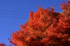 美酒と紅葉と音楽と