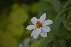 寒くなった秋のガーデンで。