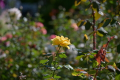 寒くなった秋のガーデンで。