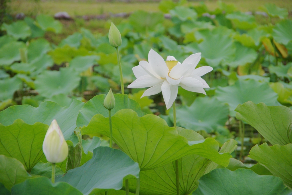 古き良き万博公園