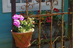 Gardenのお花たち