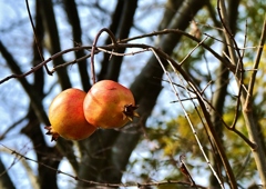 柘榴のある秘密基地