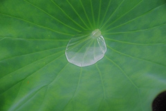 古き良き万博公園