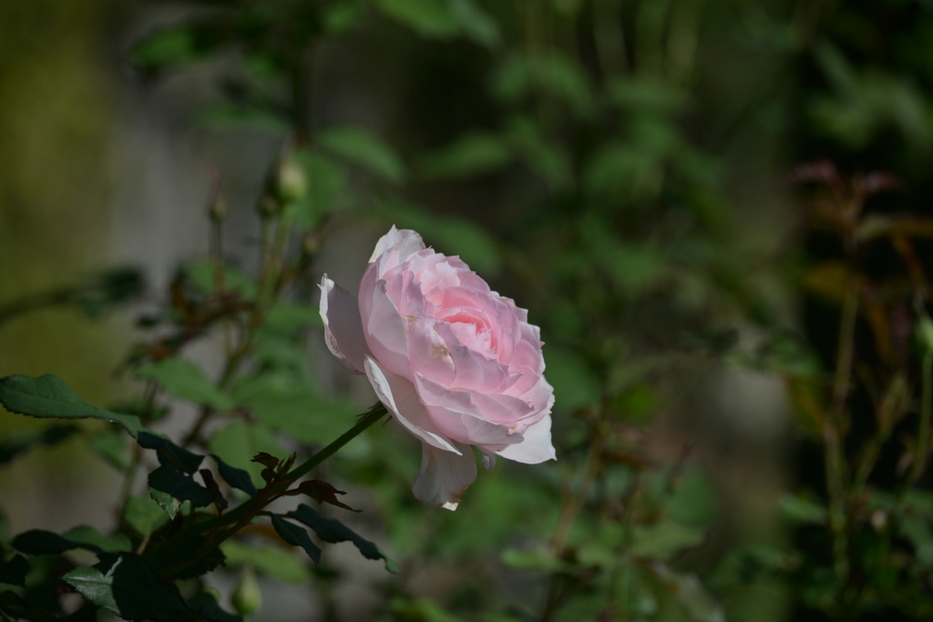 寒くなった秋のガーデンで。