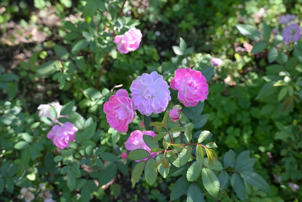 寒くなった秋のガーデンで。