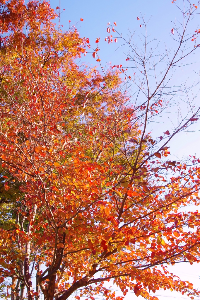 木の葉、紅く秋色に・・