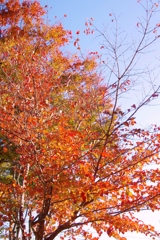 木の葉、紅く秋色に・・