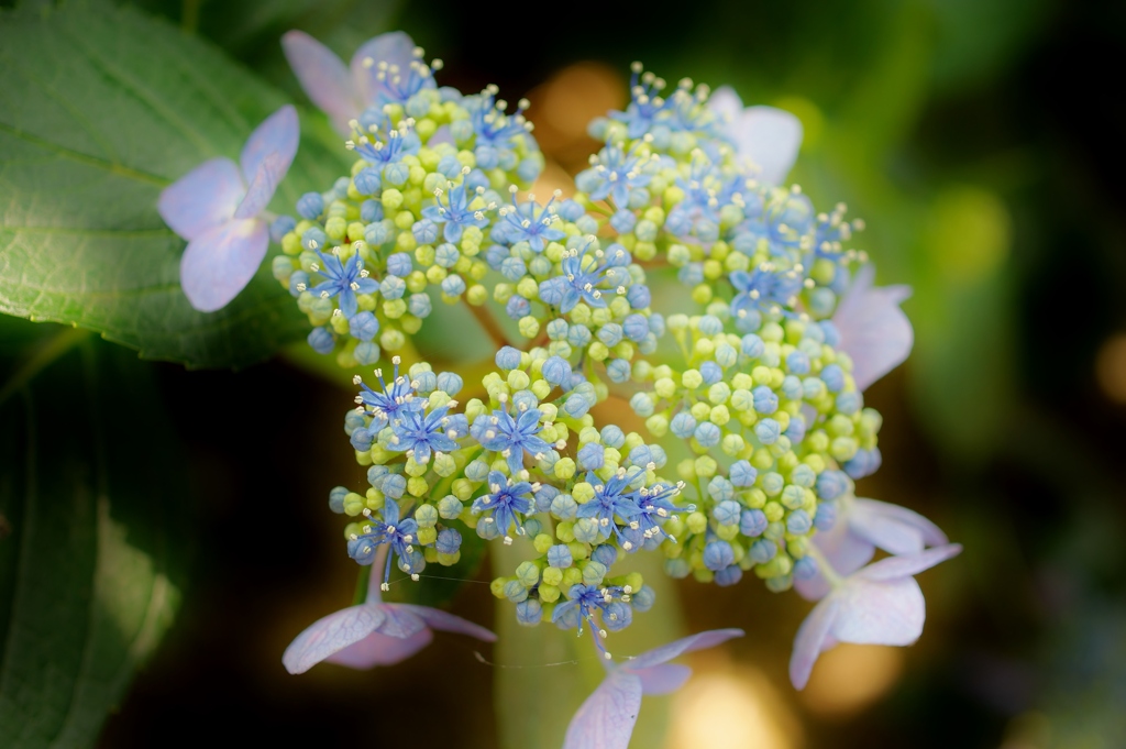 川沿いの紫陽花