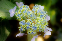 川沿いの紫陽花
