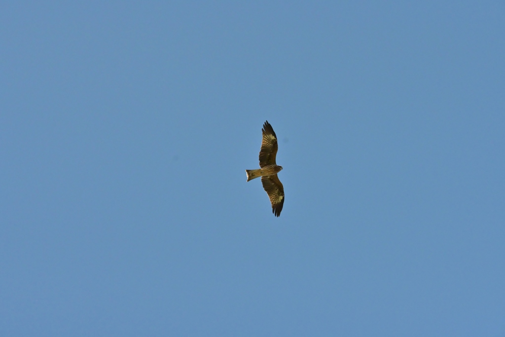 寒くなった秋のガーデンで。