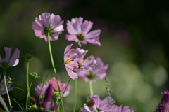 寒くなった秋のガーデンで。