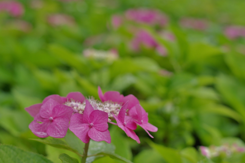 古き良き万博公園にて