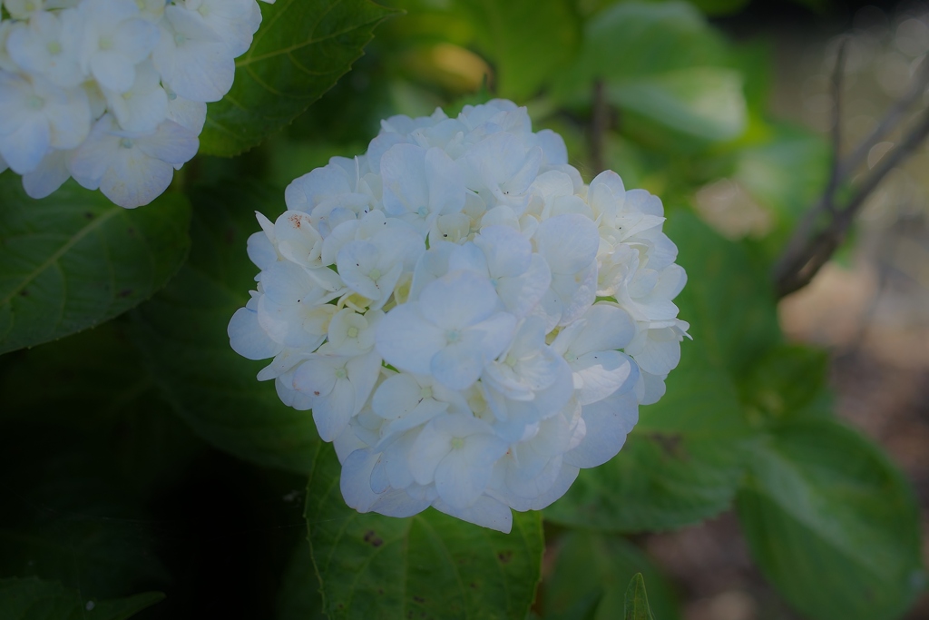 川沿いの紫陽花