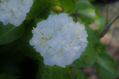 川沿いの紫陽花