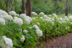 古き良き万博公園