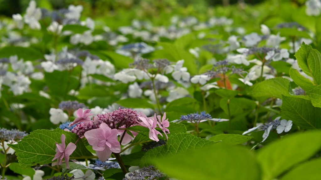 古き良き万博公園(試写)