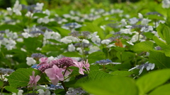 古き良き万博公園(試写)