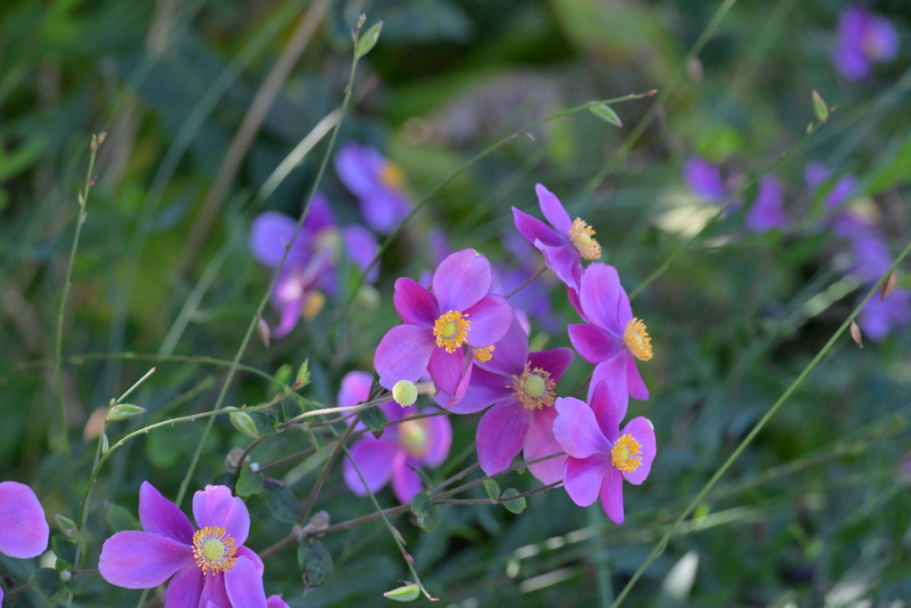 寒くなった秋のガーデンで。