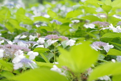 古き良き万博公園にて