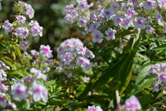 寒くなった秋のガーデンで。