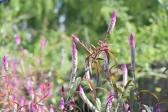 寒くなった秋のガーデンで。 寒くなった秋のガーデンで。