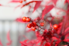 南天・・のど飴になるの？？