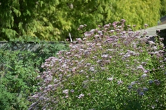 寒くなった秋のガーデンで。