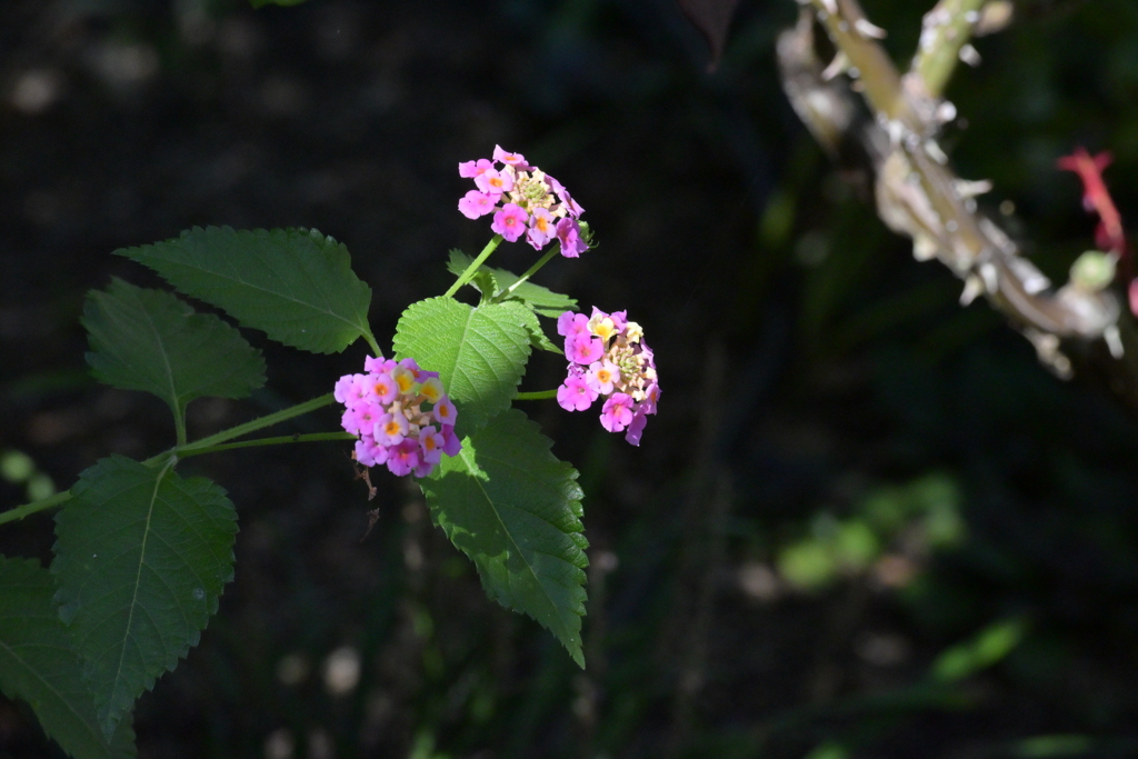 寒くなった秋のガーデンで。