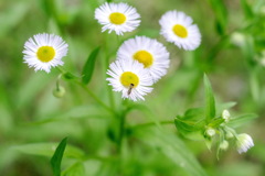 山の公園に咲くお花たち