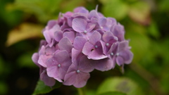 古き良き万博公園(試写)