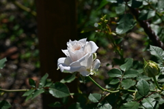 寒くなった秋のガーデンで。