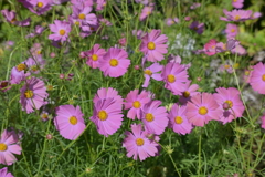 寒くなった秋のガーデンで。