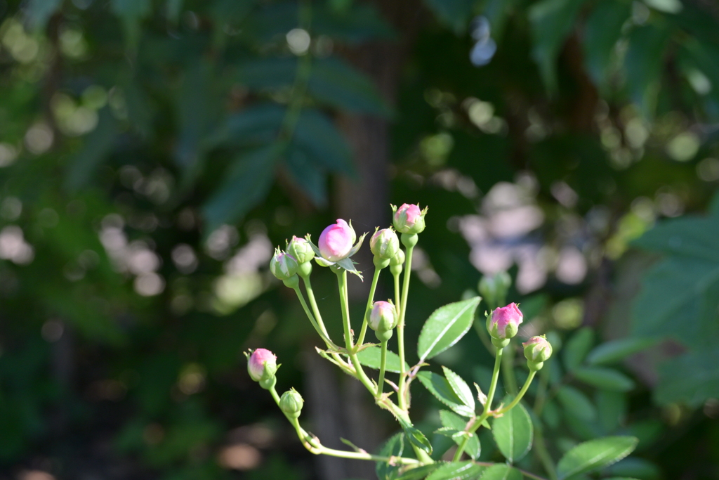 寒くなった秋のガーデンで。