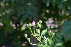 寒くなった秋のガーデンで。