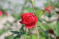 寒くなった秋のガーデンで。